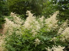 Wald-Geißbart Aruncus dioicus