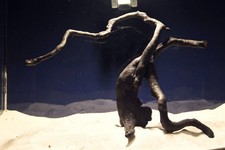 Schwarze Moorwurzel *26cm* /