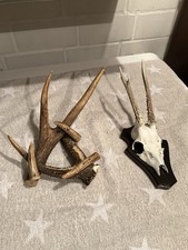 Geweih Reh Hirsch Jagd Vintage Deko Horn Rotwild Rehkitz Retro Landhaus