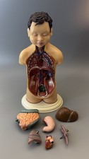 Körpermodell Lehrmittel Medizin Anatomie Organe Schnittmodell 35 Cm Große Model✅