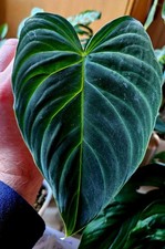 Philodendron verrucosum "Boca