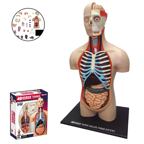 Modell anatomie des - des, menschen
