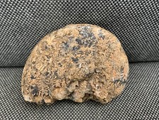 Trias Ammonoid Hypokladiszite