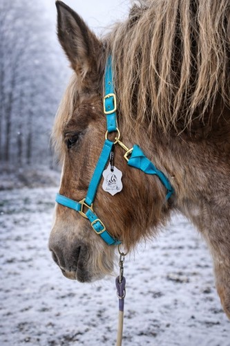 Halfter stallhalfter kaltblut - halfter,