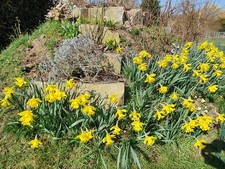 RARITÄT: FELINA BRITTA