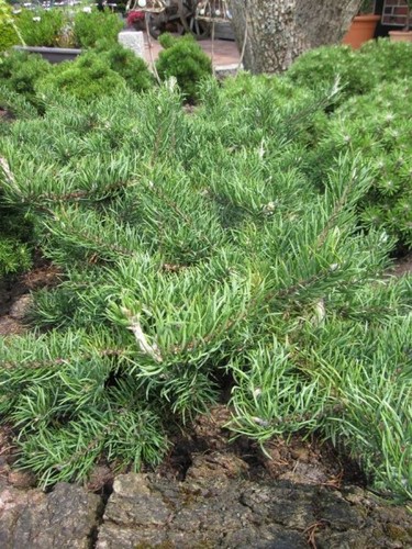 Pinus sylvestris mitchs - pinus,