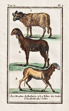 Schaf sheep mouton gravure
