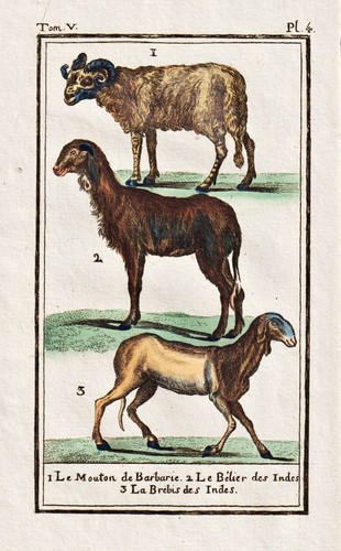 Schaf sheep mouton gravure