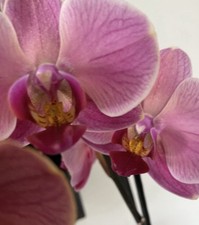 Angebot 2 orchideen tow - 2, „tow