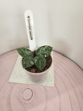 heavenly HOYA Hoya Mathilde splash Hybrid carnosa x serpens