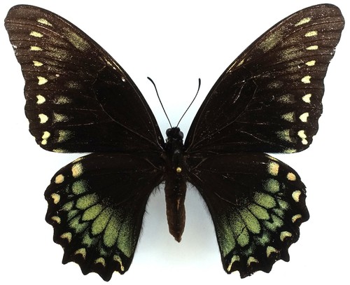 Papilio menatius laetitia - papilio,