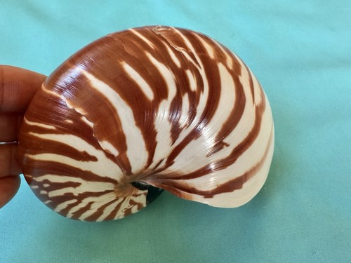 Schöne meeresmuschel nautilus - schöne,