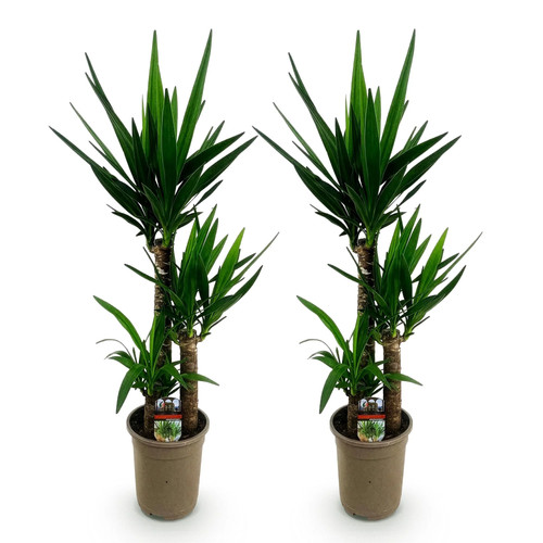 Palmlilie yucca elephantipes - palmlilie,