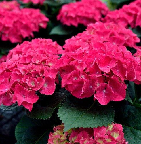 Bauernhortensie speedy red - speedy,