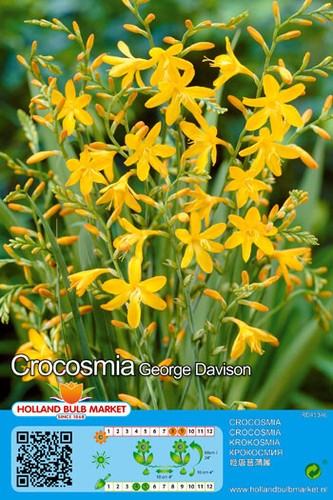 Crocosmia - @, (◕‿◕)\@