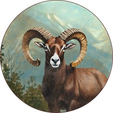 Kapitales Mufflon Muffelwild Hörner Fell Schützenscheibe 55 cm 203