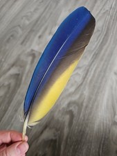 22 cm blaue ?? Papageienfeder Vogelfeder Feder Ara Schreibfeder Rechtshänder