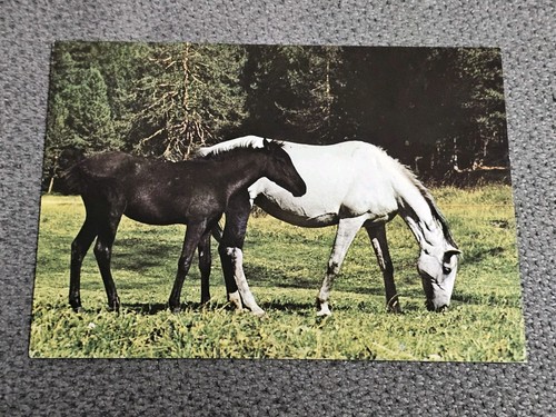 Pferde 761 postkarte - 761,