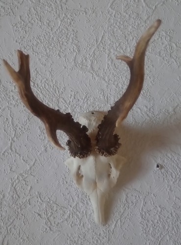 Rehbock trophäe