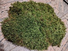 Terrarium Bodengrund