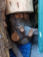 Baumwurzel Walnuss Wurzel Wurzelstock Wurzelholz Nuß Baumstumpf