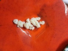 1a super Kefirpilz /