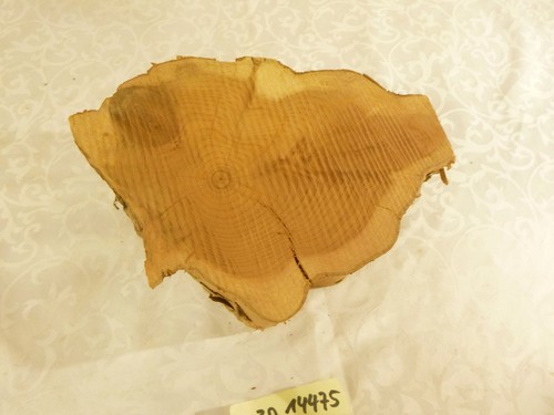 Eibe eibenholz drechselholz - eibe,