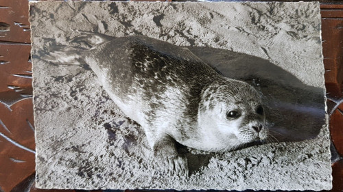 Postcard a177 used seal - used,,