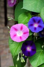 100 Samen Prunkwinde Ipomoea Purpurea Garten Trichterwinde Prachtwinde Kletterpf