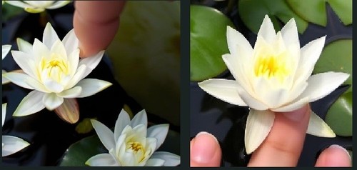 Weiße zwergseerose - weiße,