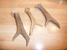 3 x Reh Geweih Jagd Horn