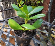 Crassula Ovata , Geldbaum
