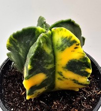 Astrophytum Myriostigma Kikko