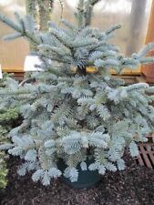 Zwerg-Blautanne Obrighofen - Abies procera Obrighofen 30-40cm