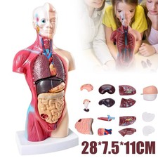 Human Torso Anatomie Modell
