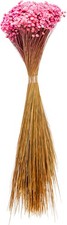 Trockenblumen Bund Glixia Dekoration Bkumen Trockenpflanzen 50 cm pink B-WARE