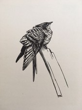 Peter Scott (1909–1989)