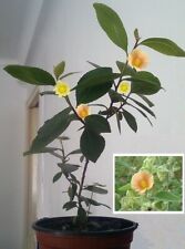 Zimmermalve Pflanze für die Wohnung drinnen Zimmerpflanzen groß pflegeleicht Set