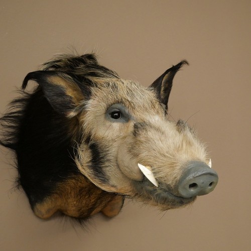 Pinselohrschwein flussschwein - pinselohrschwein,