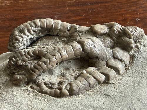 Crinoid multi plate species - crinoid,