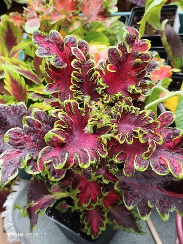 Steckling buntnessel coleus - buntnessel,