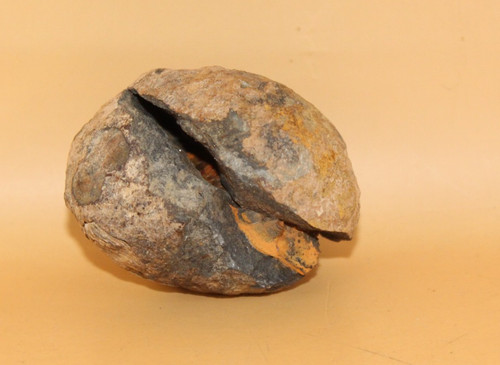 Malvinella buddeae
