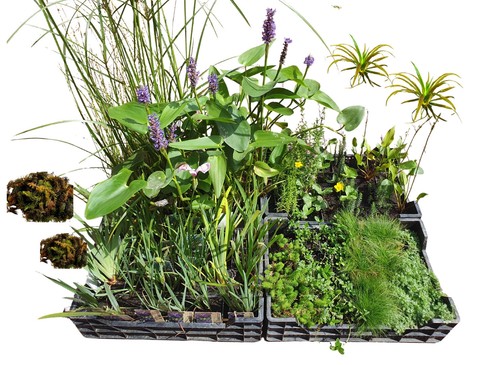 Naturpool wasserpflanzen set - naturpool,