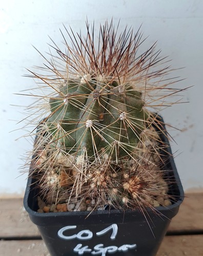 Copiapoa krainziana - , fa