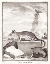 Beutelratte Opossum Sarigue