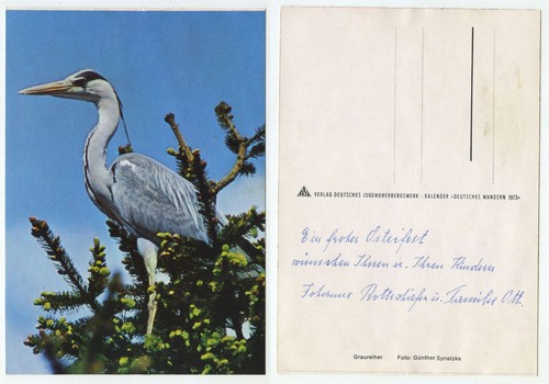 25211 graureiher alte - graureiher,
