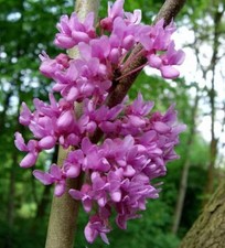Kanadischer hänge judasbaum - kanadischer,