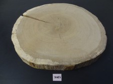 Eiche, Baumscheibe, massiv