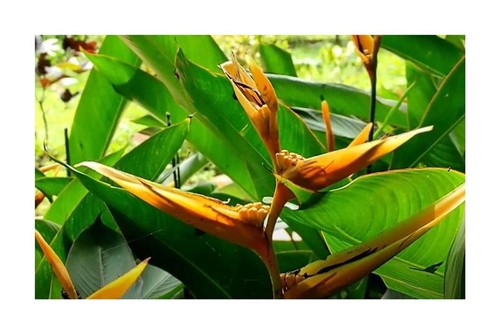 10x heliconia latispatha - 10x,