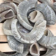 Widder Widder Horn Schofar Trompete Israel Natural Koѕhеr Trаdіtіonаl Rambam ...